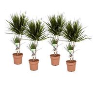 Dracaena dragon tree - 4