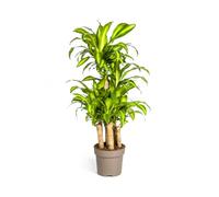 Dracaena Fragrans Massangeana Carrousel 130-150 cm de haut