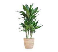 Dracaena Janet avec panier Sofia naturel - 85-95cm - Ø21cm - Plante d'intérieur - Vert persistant