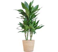 Dracaena Janet Lindt avec panier Sofia nature - 95cm hauteur - Ø21cm