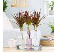 Dracaena Marginata Plante d'intérieur Arbuste Dragonnier de Madagascar pour Bureau à Domicile en Pot de 13 cm