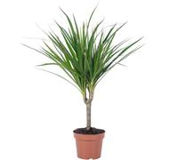 Dracaena Marginata - Plante d'intérieur facile à entretenir, hauteur env. 35 cm, diamètre du pot 12 cm