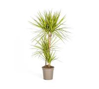 Dracaena marginata Sunray Dracaena Marginata - Rayon de soleil - 100-110 cm de haut