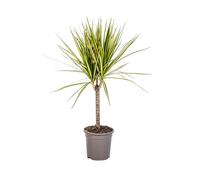 Dracaena marginata « Sunray » - Rayon de soleil - 60-80 cm de haut