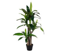 Dracaena Plant C-Pot 65Leaves H110
