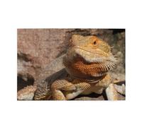 Dragon Barbu, Puzzle 100 pièces, Jeu Familial, décoration Murale pour Adultes et Adolescents, 45,5x35,5CM