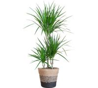 Dragon Tree Marginata avec Lisbonne Noir Panier - 95cm - Ø21