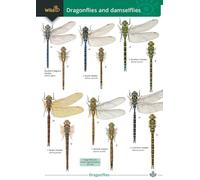 Dragonflies and damselflies