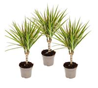 dragonnier bicolore - Dracaena marginata Bicolor - set de 3 plantes