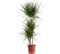 Dragonnier bordé 3 troncs - plante d'intérieur facile à entretenir, Dracaena marginata - hauteur env. 120 cm, pot-Ø 21 cm