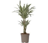 Dragonnier - Dracaena deremensis 'White Stripe' - Hauteur 60-70cm - ⌀17cm