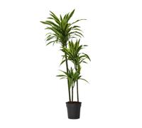 Dragonnier - Dracaena 'Lemon Lime' - Hauteur 130-140cm - d24cm