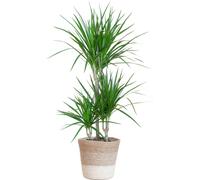 Dragonnier Marginata avec panier blanc de Lisbonne - 95 cm - Ø21