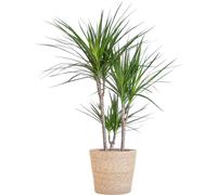 Dragonnier Marginata avec panier naturel - 95cm - Ø21