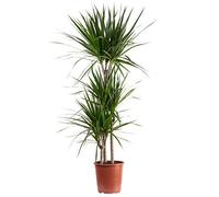 Dragonnier marginé 3 troncs - plante d'intérieur facile d'entretien, Dracaena marginata - hauteur env. 120 cm, pot-Ø 21 cm