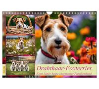 Drahthaar-Foxterrier (Wandkalender 2026 DIN A4 quer), CALVENDO Monatskalender: Einst Jäger, heute charmante Familienhunde