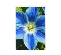 Drapeau de bienvenue à fleurs bleues, 61 x 91 cm, ne se décolore pas, drapeau double face pour maison, cour, porche, pelouse