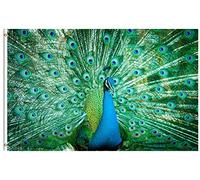 Drapeau De Jardin Animal Peacock Feather Spring Summer Garden Flag Premium Drapeau De Bienvenue Couleur Vive Pride Flag Pour Pelouse Cour Patio 152X90CM