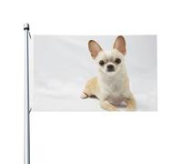 Drapeau de jardin en polyester double face représentant un chihuahua isolé, animal sauvage, mammifère de race pure, 152 x 91 cm, avec œillets.