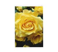 Drapeau de jardin gracieux rose jaune 61 x 91 cm - Ne se décolore pas - Double face - Bannière d'extérieur pour cour, porche, pelouse