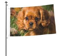 Drapeaux de jardin personnalisés avec œillets, représentant des Cavaliers King Charles Spaniel bruns à poil bouclé (90 x 60 cm).