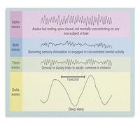 Dream Cycle Science Poster Exploring Brain Waves from Light Sleep to Deep Sleep Wall Decor(Framed,16x24inch(40x60cm))