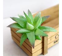 Drivstraw Ensemble de plantes succulentes artificielles - Arrangement de fleurs Echeveria en plastique pour la maison, le bureau et la décoration florale, fausses plantes réalistes avec texture