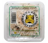 Drosophila Grand format en canette / approche d'élevage Drosophila hydei env. 500 ml