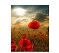 DRSTGYH Peinture à l'huile de Bricolage avec Brosses et Peintures Champ de Coquelicots Rouges DIY Peinture par Numéro Kits pour Adultes Enfants pour la Décoration de la Maison 40x50cm (sans Cadre)