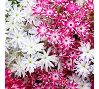 Drummond de phlox Twinkle étoiles Graines Phlox Drummonda Japon Nana