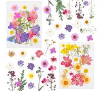 Druuzyl 64 pièces Fleurs pressées, Fleurs séchées Naturelles pour Le Bricolage, Set de décoration Premium pour Bougies/résine/Pinces à Cheveux/Scrapbooking, Feuilles Mixtes & pâquerettes