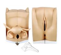 DRXRD Modèle de mannequin gynécologique féminin grandeur nature, modèle humain, modèle d'entraînement DIU avec structure anatomique précise pour comprendre la structure et la fonction du système