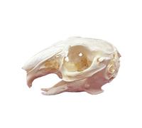 DRXRD Taxidermie Animaux Os, Spécimen de Crâne d’Animal Naturel, Décor de Squelette de Crânes en Résine, pour l’enseignement et l’enseignement des Sciences Rabbit Skull