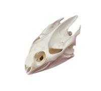 DRXRD Taxidermie Animaux Os, Spécimen de Crâne de Tortue Naturelle, Décor de Squelette de Crânes en Résine, pour l’enseignement des Sciences, Comprendre la Structure