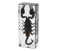 DRXRD Véritable Insecte Taxidermie, Spécimen d’Insecte en Résine, Ornement d’Insecte Vivant Ambre Transparent, pour la Collection, Presse-papiers et Décoration Intérieure Scorpion