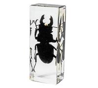 DRXRD Véritable Insecte Taxidermie, Spécimen d’Insecte en Résine, Ornement d’Insecte Vivant Ambre Transparent, pour la Collection, Presse-papiers et Décoration Intérieure Stag Beetle