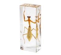DRXRD Véritable Insecte Taxidermie, Spécimen d’Insecte en Résine, Ornement d’Insecte Vivant Ambre Transparent, pour la Collection, Presse-papiers et Décoration Intérieure Mantis