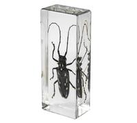 DRXRD Véritable Insecte Taxidermie, Spécimen d’Insecte en Résine, Ornement d’Insecte Vivant Ambre Transparent, pour la Collection, Presse-papiers et Décoration Intérieure Longicorn