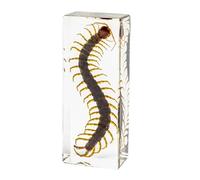 DRXRD Véritable Insecte Taxidermie, Spécimen d’Insecte en Résine, Ornement d’Insecte Vivant Ambre Transparent, pour la Collection, Presse-papiers et Décoration Intérieure Centipede