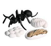 du cycle de vie des insectes - 6 unités figurines d'animaux, modèles de sciences éducatives, outils d'apprentissage de la nature, sculptures d'insectes réalistes |
