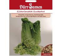 Dürr Samen Graines de Chicorée "Pain de Sucre" - 500 Graines