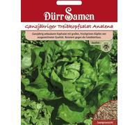 Dürr Samen Graines de laitue pommée "Analena" - 100 Graines