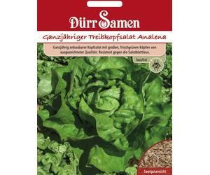 Dürr Samen Graines de laitue pommée "Analena" - 100 Graines
