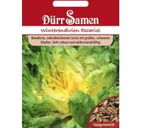 Dürr Samen Graines d'Endive "Escariol" - 1.000 Graines