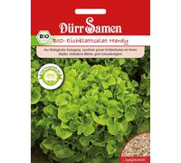 Dürr Samen Laitue Feuille de Chêne Bio 'Hardy' Verte - 1 sachet