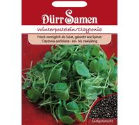 Dürr Samen Pourpier, Graines de Claytonie de Cuba "Claytonie de Cuba" - 1.000 Graines