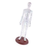 Duiaynke Modèle d'acupuncture humaine en PVC souple pour herboriste - Figurine d'acupuncture chinoise transparente - Fournitures éducatives pour l'enseignement de l'acupuncture (femme)