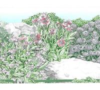 Dundee Deco BD6210 Frise de Papier Peint, Frise Murale, Bordure murale précollée Motif floral Vert beige, fleurs roses et pierres 5 m x 20,29 cm