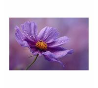 DunPei Tableau Toile Florale Moderne, Des fleurs en colère Décor Mural Abstrait pour Salon, Chambre et Salle de Bain(rose)-50x70cm Sans cadre