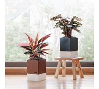 Duo de pot à auto-arrosage et son terreau spécifique